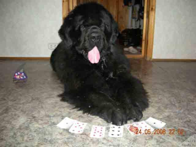 Фото: ньюфаундленд Плюшевая Панда Борислав (Plushevaya Panda Borislav)