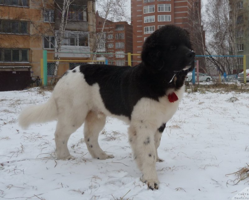 Фотография № 138646