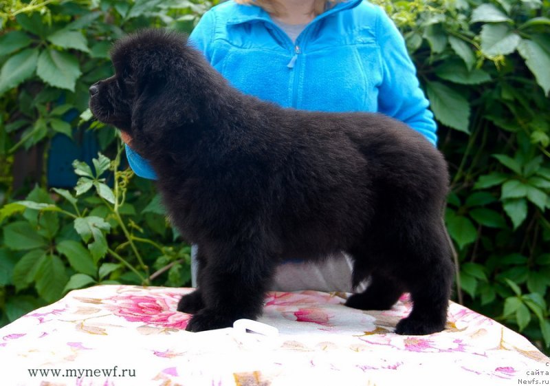 Фото: ньюфаундленд Сент Джонс Заура (Sent Djons Zaura)