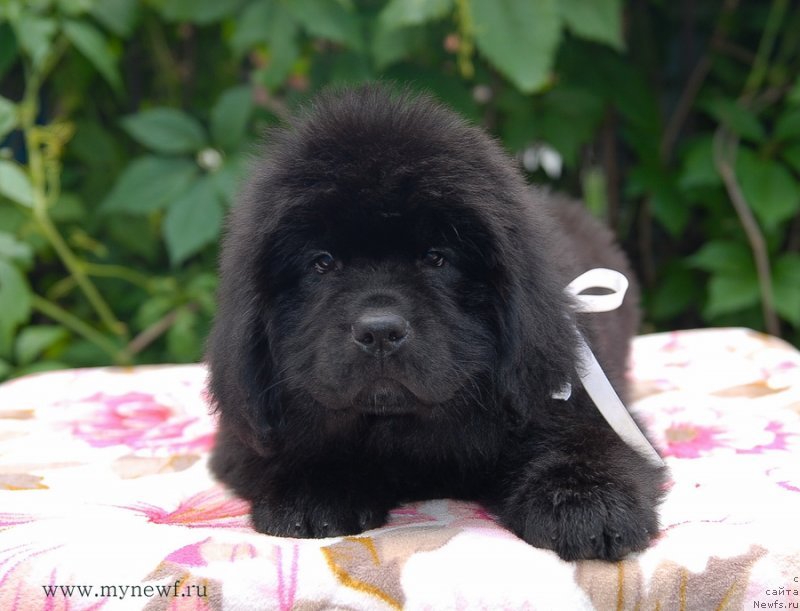 Фото: ньюфаундленд Сент Джонс Заура (Sent Djons Zaura)