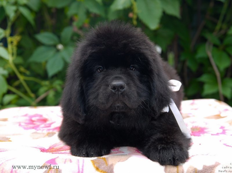 Фото: ньюфаундленд Сент Джонс Заура (Sent Djons Zaura)