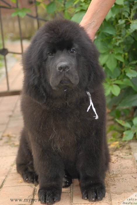 Фото: ньюфаундленд Сент Джонс Заура (Sent Djons Zaura)