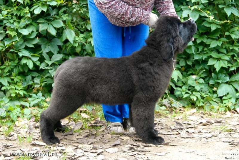 Фото: ньюфаундленд Сент Джонс Заура (Sent Djons Zaura)