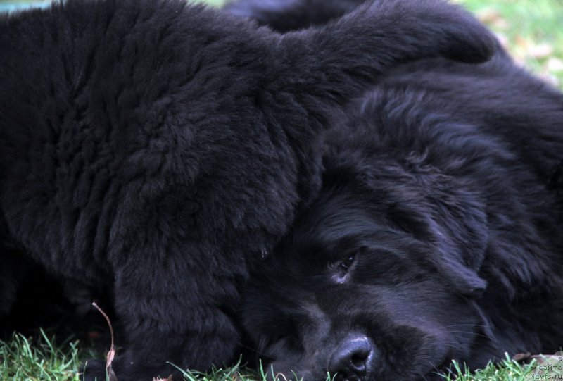 Фото: ньюфаундленд Аллегро Кон Брио Династия Совершенства (Allegro Con Brio Dinastiya Soverchenstva)