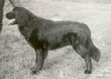 Фото: ньюфаундленд Бланка