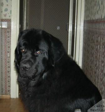 Фото: ньюфаундленд Варфоломей