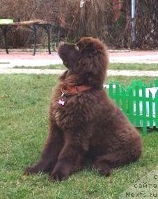 Фото: ньюфаундленд Кипер Соул Перфект Виктори