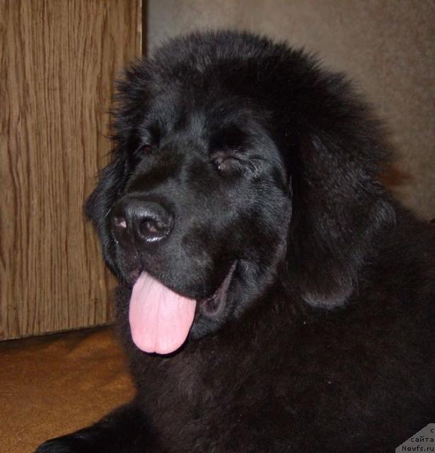 Фото: ньюфаундленд Сент Джонс Отрада