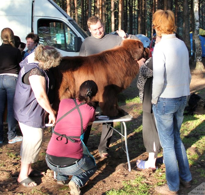 Фото: ньюфаундленд Супер Премиум Брабус