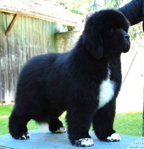 Фото: ньюфаундленд Питерньюф О Темпора О Морес (Piternyuf O Tempora O Mores)