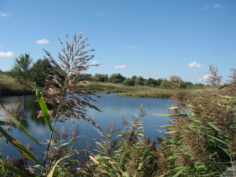 Фото: ньюфаундленд Акватория Келвин Супермен