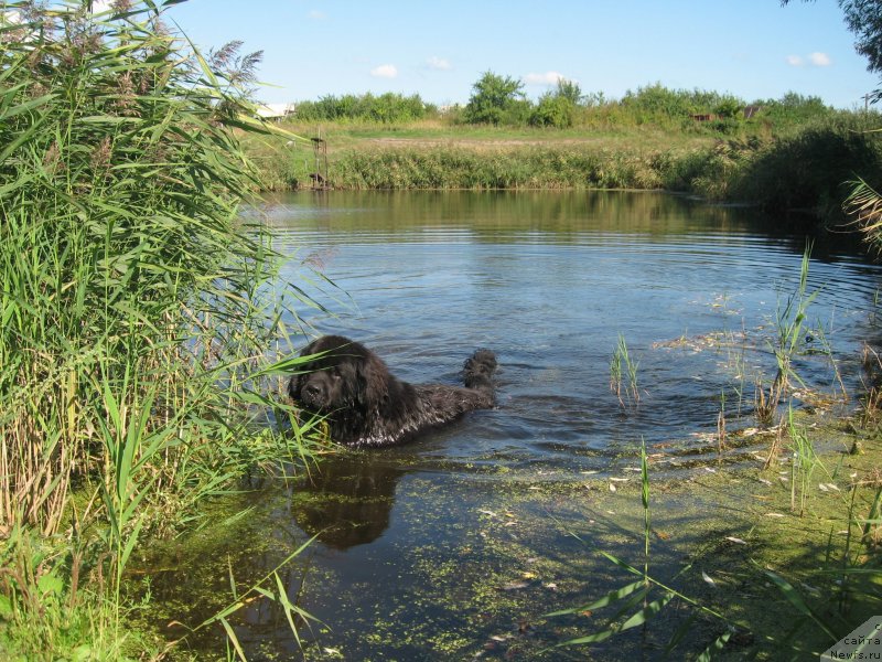 Фото: ньюфаундленд Акватория Келвин Супермен
