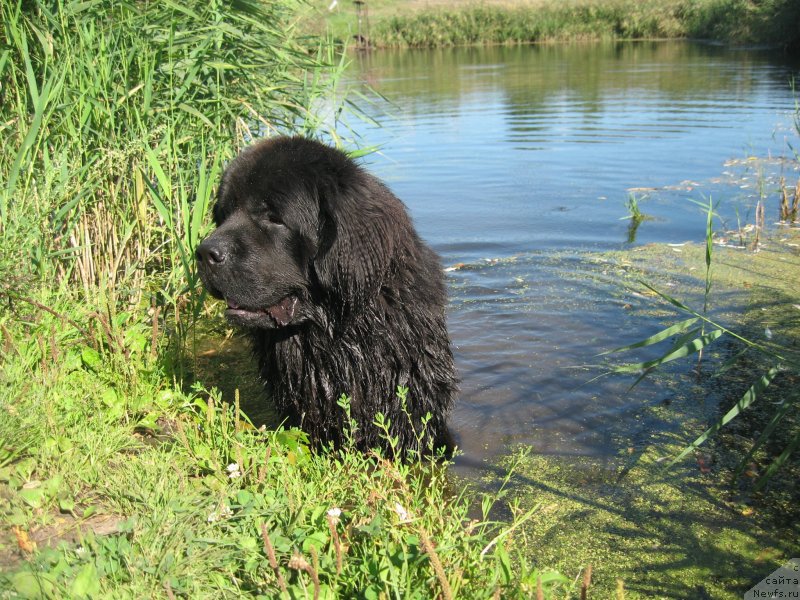 Фото: ньюфаундленд Акватория Келвин Супермен