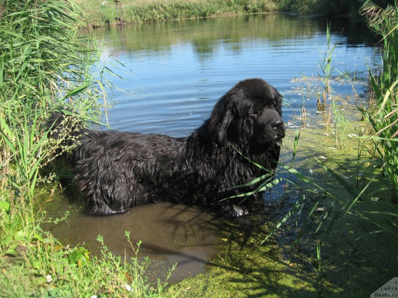 Фото: ньюфаундленд Акватория Келвин Супермен