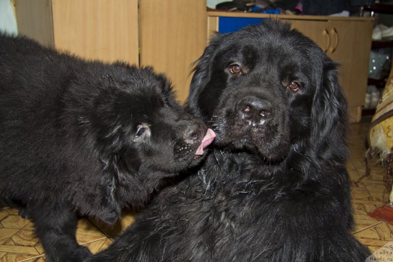 Фото: ньюфаундленд Черный Балу Добрыня, ньюфаундленд Львиное Сердце