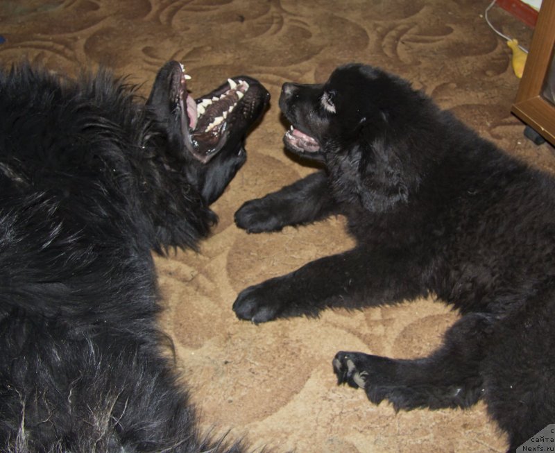 Фото: ньюфаундленд Львиное Сердце, ньюфаундленд Черный Балу Добрыня