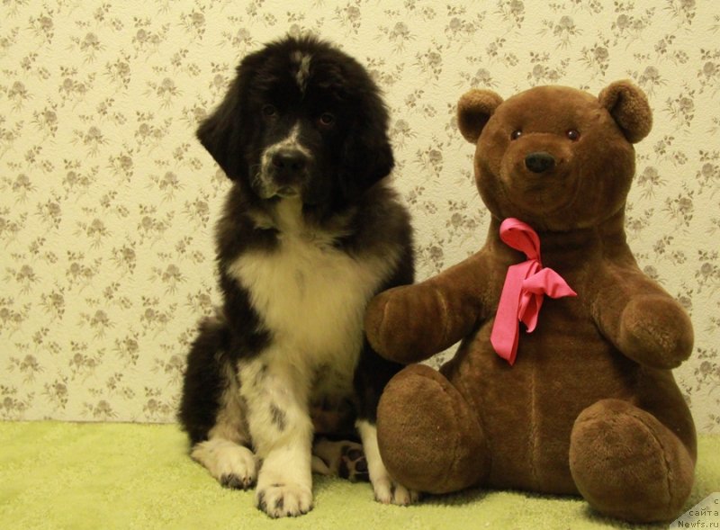 Фото: ньюфаундленд Аквиан Сонг Лапландия