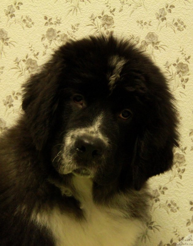 Фото: ньюфаундленд Аквиан Сонг Лапландия