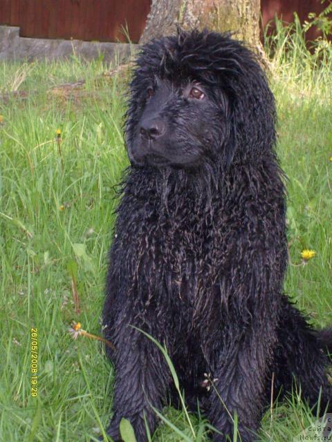 Фото: ньюфаундленд К-Леди Тиамо (K-Ledy Tiamo)