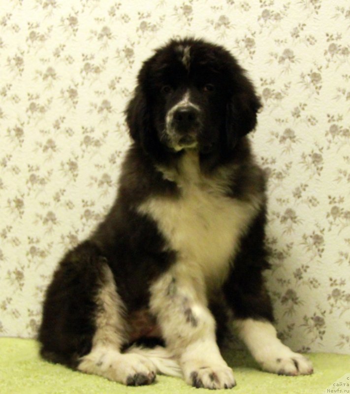 Фото: ньюфаундленд Аквиан Сонг Лапландия