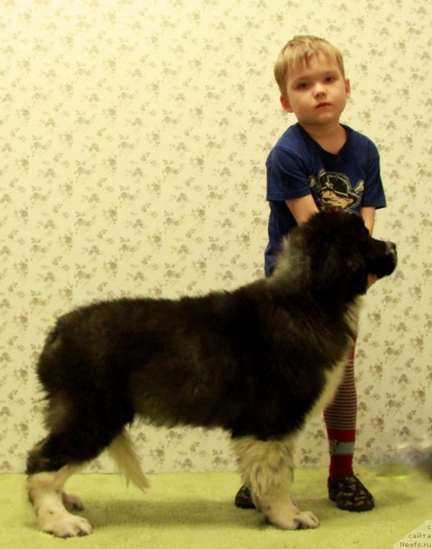 Фото: ньюфаундленд Аквиан Сонг Лапландия, и хендлер Дмитрий Притула:)!