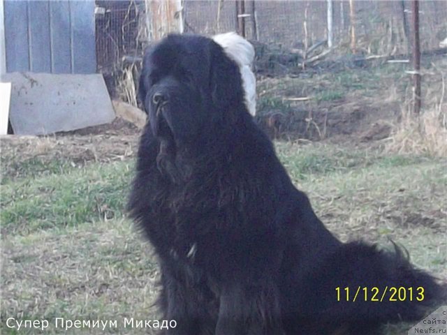 Фото: ньюфаундленд Супер Премиум Микадо (Super Premium Mikado)
