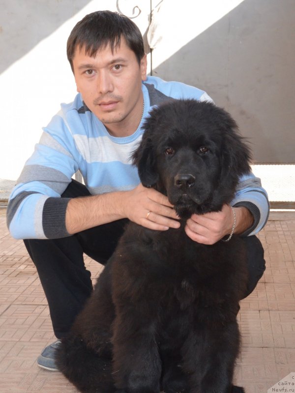 Фото: ньюфаундленд Эксклюзив Коннэкшен Домен Де Сен Жар Де Боргар (Exclusive Connection Domaine de St Jean de Beauregard)