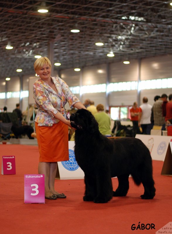 Фото: ньюфаундленд Акватория Келвин Инспирит Лайф (Aquatoriya Kelvin Inspirit Life)