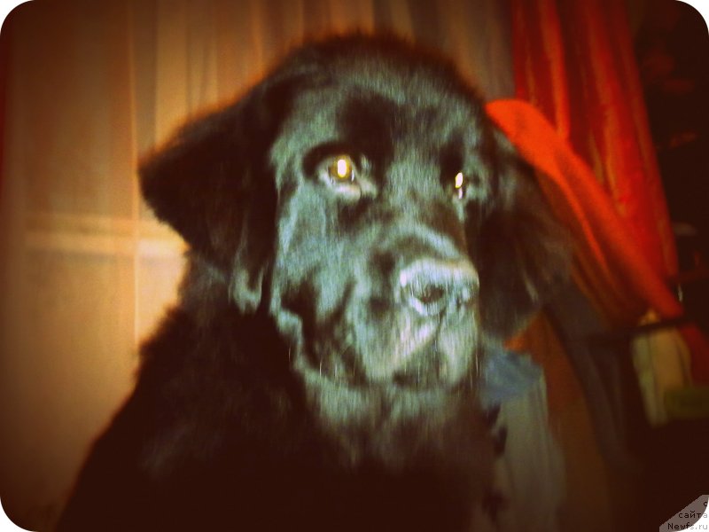 Фото: ньюфаундленд Черный Чанк с Берега Дона (Chernyj Chank s Berega Dona)