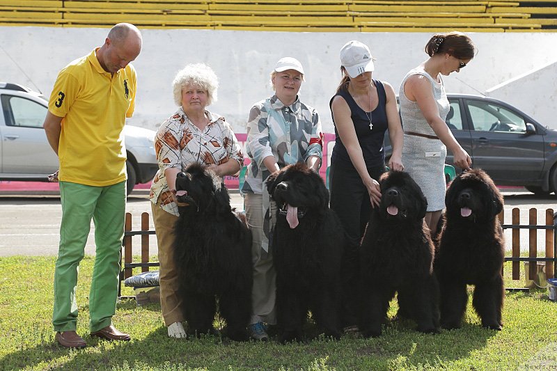 Фото: ньюфаундленд Акватория Келвин Заския, ньюфаундленд Акватория Келвин Ультиматум (Aquatoriya Kelvin Ultimatum), ньюфаундленд Акватория Келвин Ундиспьютид Винс (Aquatoriya Kelvin Undisputed Wins), ньюфаундленд Акватория Келвин Урса Хай Спирит (Aquatoria Kelvin Ursa High Spirit), Галина Бондаренко, Ксения Новикова, МАркина Марина
