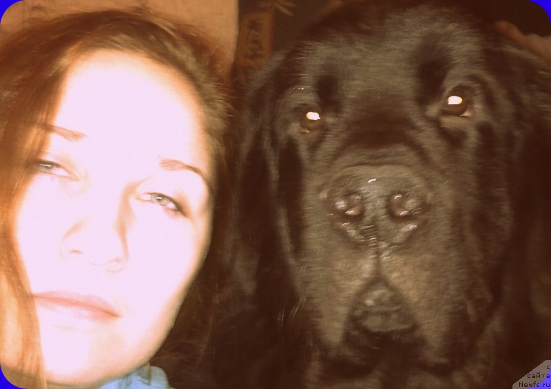 Фото: ньюфаундленд Черный Чанк с Берега Дона (Chernyj Chank s Berega Dona)