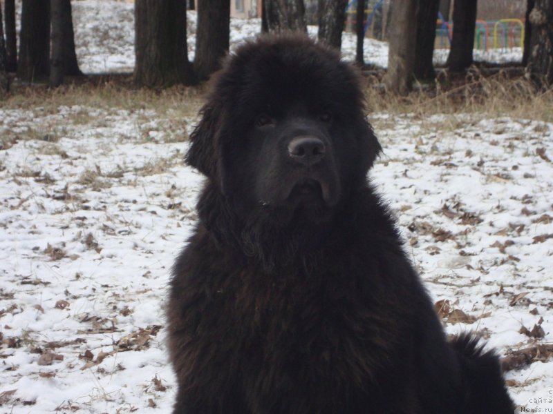 Фото: ньюфаундленд Сент Джонс Заура (Sent Djons Zaura)