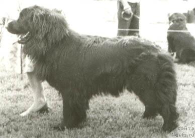 Фото: ньюфаундленд Берна