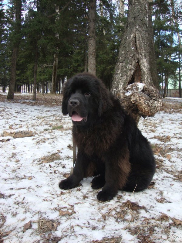 Фото: ньюфаундленд Сент Джонс Заура (Sent Djons Zaura)