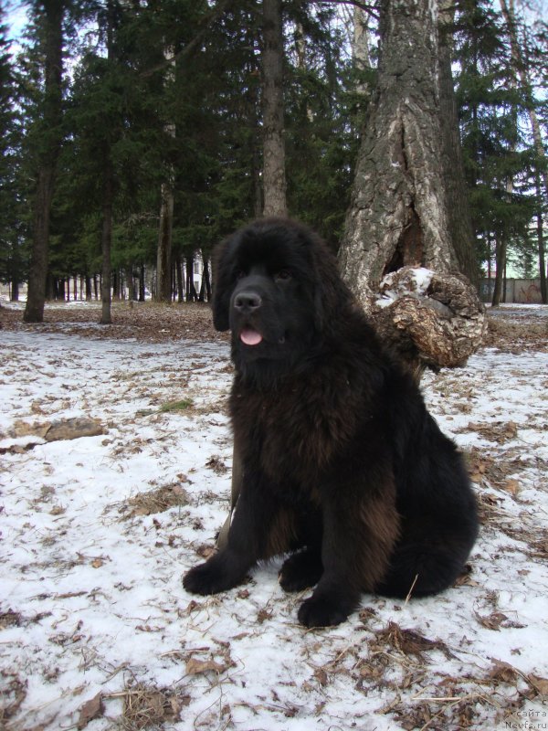 Фото: ньюфаундленд Сент Джонс Заура (Sent Djons Zaura)