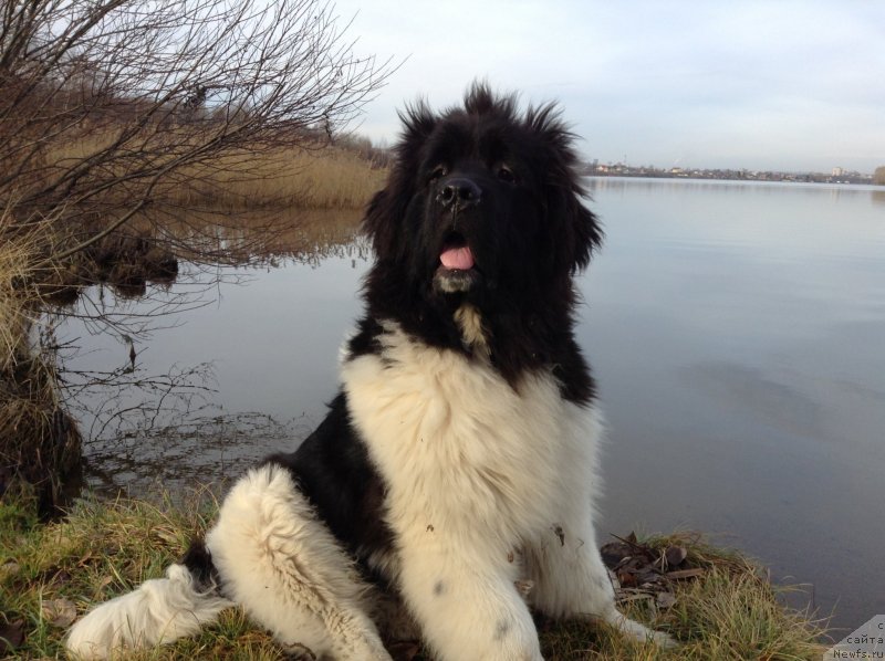 Фото: ньюфаундленд Аквиан Сонг Кроун Роял