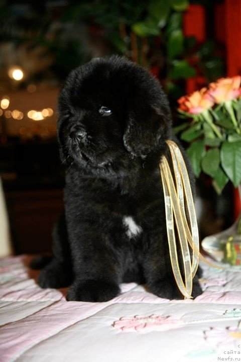Фото: Grazia Moon Bear