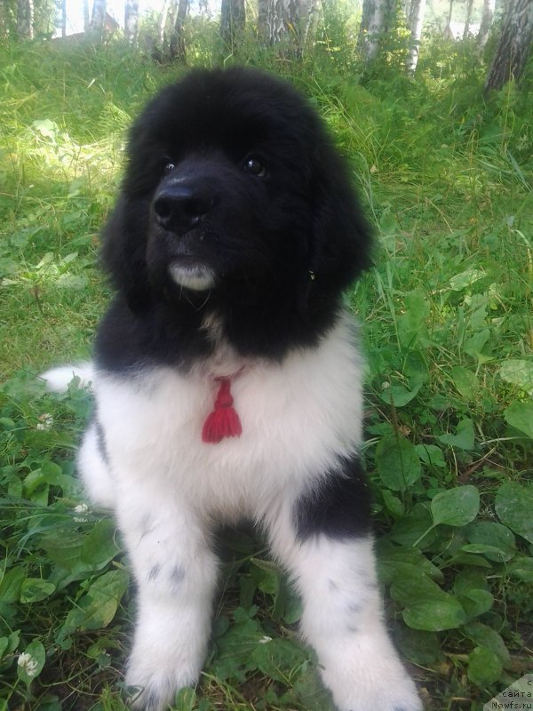 Фото: ньюфаундленд Би Перфект Витко Юго