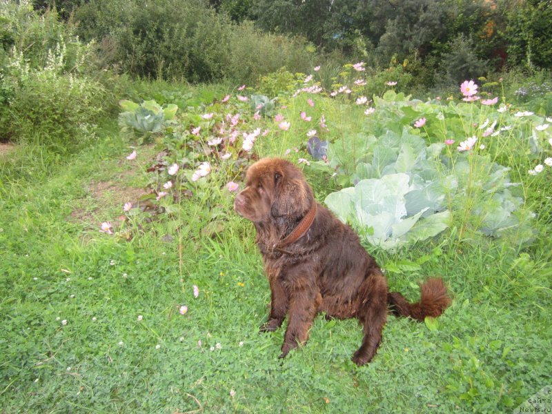 Фото: ньюфаундленд Игерма из Академии Шоколада (Igerma iz Akademii Shokolada)