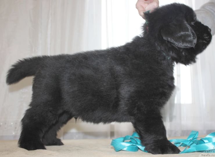 Фото: ньюфаундленд Дар Свезы Юника Сагитта (Dar Svezy Unika Sagitta)