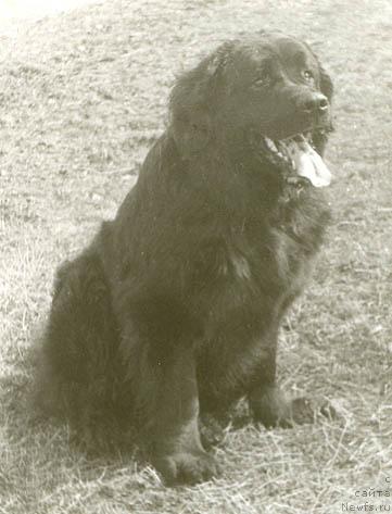 Фото: ньюфаундленд Аракс