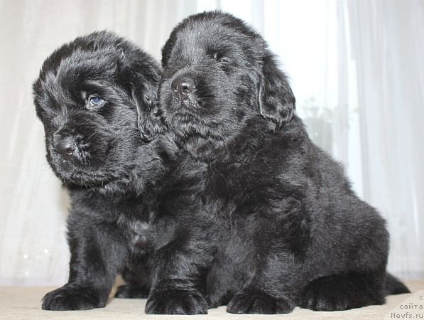 Фото: ньюфаундленд Дар Свезы Юника Сагитта (Dar Svezy Unika Sagitta)