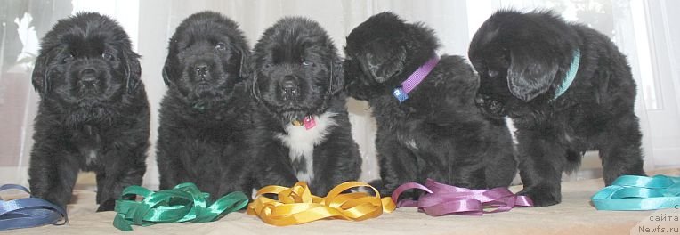 Фото: ньюфаундленд Дар Свезы Юника Сагитта (Dar Svezy Unika Sagitta)