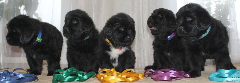 Фото: ньюфаундленд Дар Свезы Юника Сагитта (Dar Svezy Unika Sagitta)