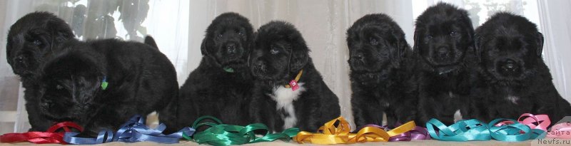 Фото: ньюфаундленд Дар Свезы Юника Сагитта (Dar Svezy Unika Sagitta)