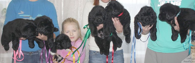 Фото: ньюфаундленд Дар Свезы Юника Сагитта (Dar Svezy Unika Sagitta)