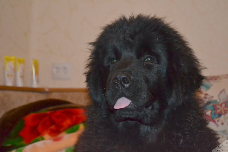 Фото: ньюфаундленд Талисман Моря Мишель