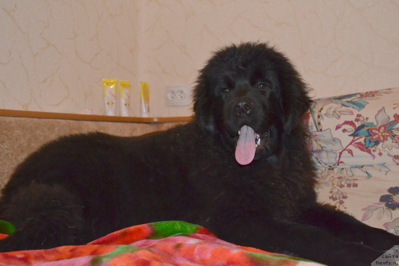 Фото: ньюфаундленд Талисман Моря Мишель