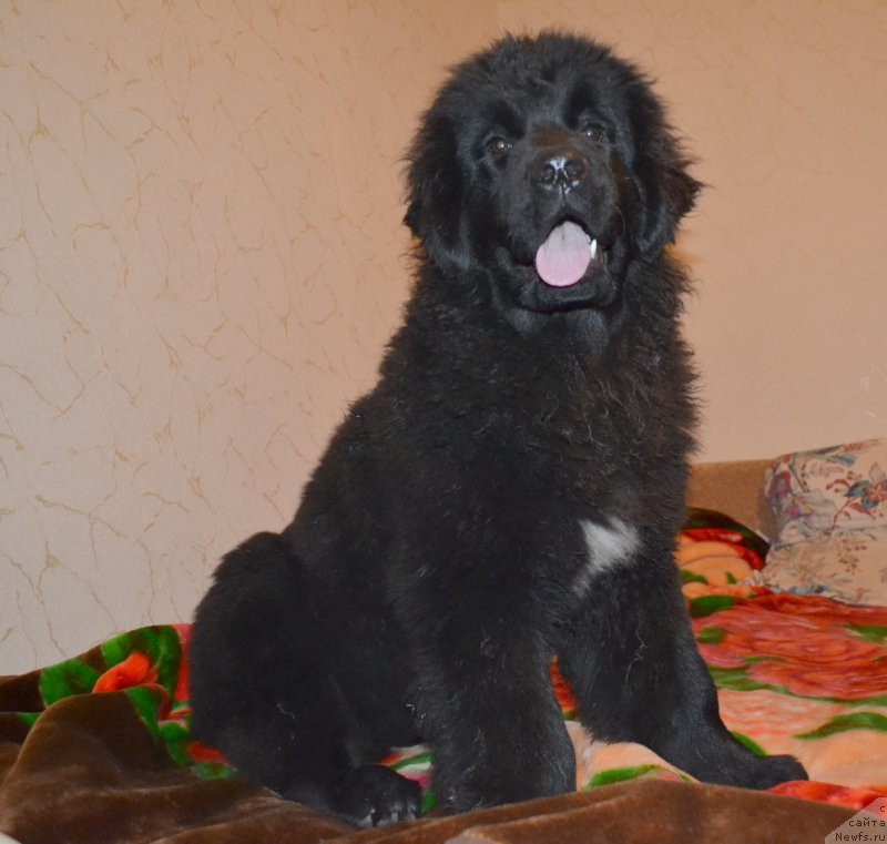 Фото: ньюфаундленд Талисман Моря Мишель