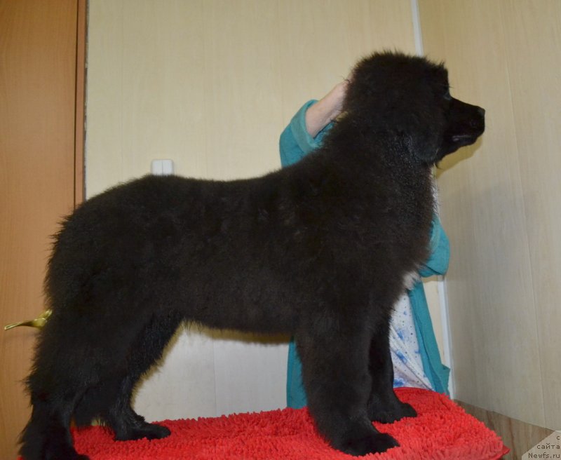 Фото: ньюфаундленд Талисман Моря Мишель